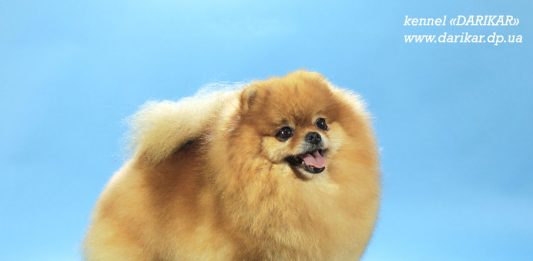 פומרניין תקן גזע