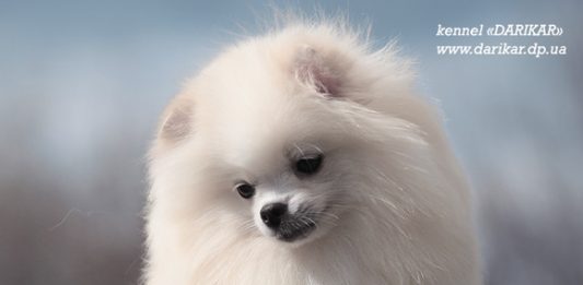 פומרניאן לבן גזעי