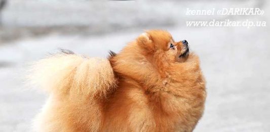 פומרניאן נקבה מבית גידול דריקר
