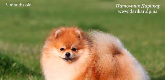 פומרניאן גזעי