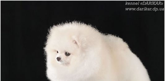 פומרניין גזעי - פומרניאן לבן