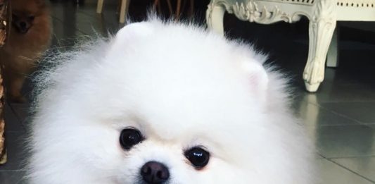 פומרניאן לבן הכי יפה בישראל