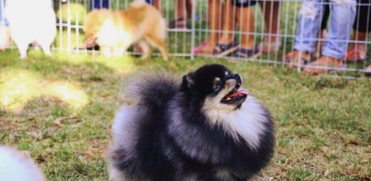 פומרניין לזיווג