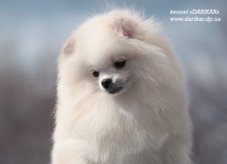 משחקים,חטיפים המסכנים את בריאות הפומרניין שלכם פומרניאן לבן גזעי