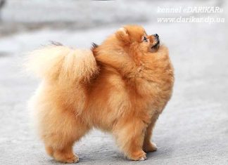 שלב 3 – מה להאכיל? פומרניאן נקבה מבית גידול דריקר