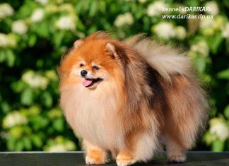 פומרניין אוריאול