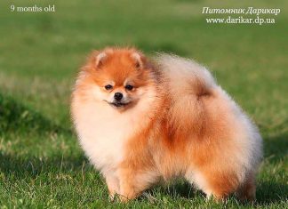 פומרניאן גזעי