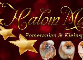 בית גידול לכלביי פומרניין חלום מתוק בית גידול פומרניין חלום מתוק