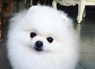 פומרניאן לבן הכי יפה בישראל