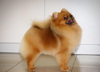 באיזה מסרקים כדאי להשתמש כדי להבריש פומרניאן