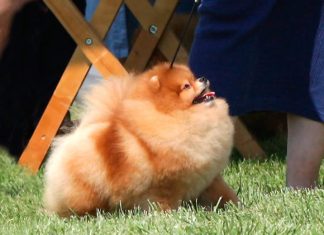 פומרניאן אורנג'