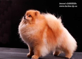 איזה אוכל מומלץ לתת לפומרניאן? מה פומרניאן אוכל?