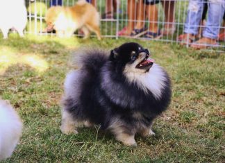 זיווג פומרניין פומרניין לזיווג